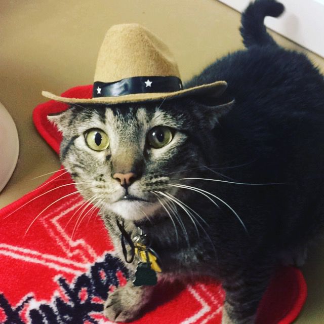 Cowboy Max, 2 years old